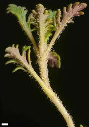 Veronica cheesemanii subsp. cheesemanii. Sprig. Scale = 1 mm.
 Image: P.J. Garnock-Jones © Te Papa CC-BY-NC 3.0 NZ